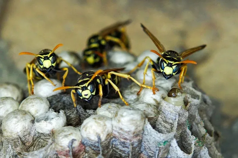 Featured image - 5 Pro Tips to Prevent Wasp Infestation in Your Home