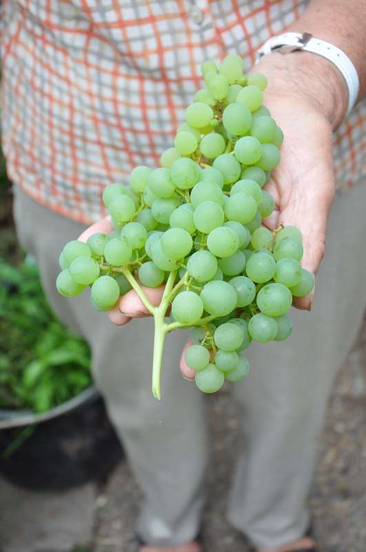 image - Caring for Grapes in the Cold Climate Greenhouse