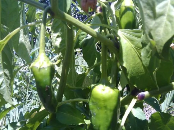 Featured image - How to Grow a Salsa Garden