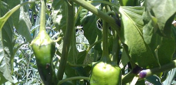How to Grow a Salsa Garden