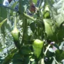 Featured image - How to Grow a Salsa Garden