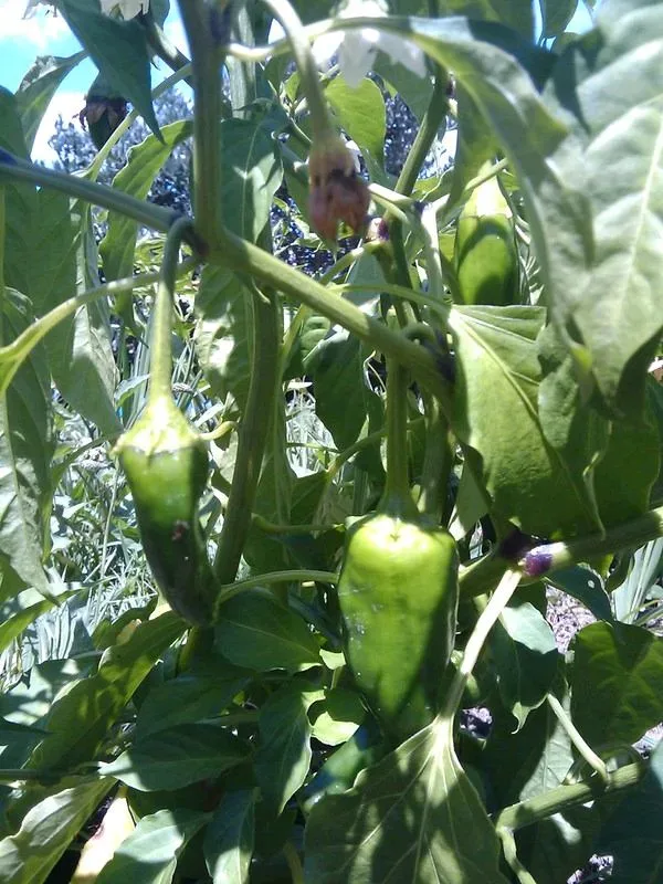 Featured image - How to Grow a Salsa Garden