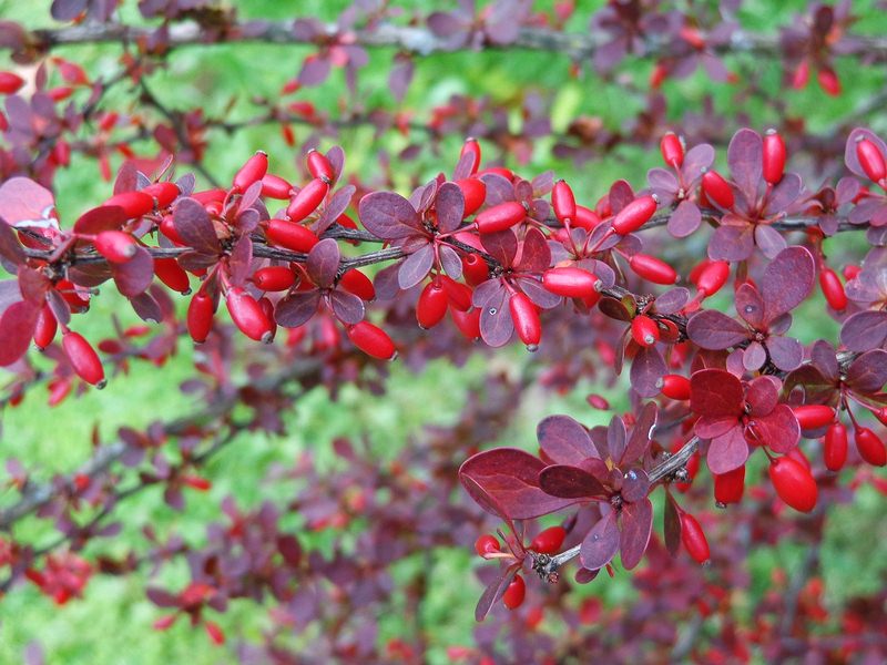 image - Barberry