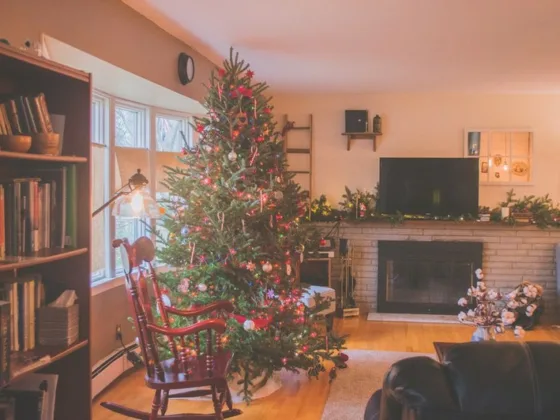 Featured image - Caring for Your Living Christmas Tree After the Holidays