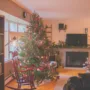 Featured image - Caring for Your Living Christmas Tree After the Holidays