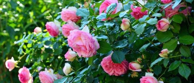 Security Gardening: Deter Burglars with Thorny Landscape