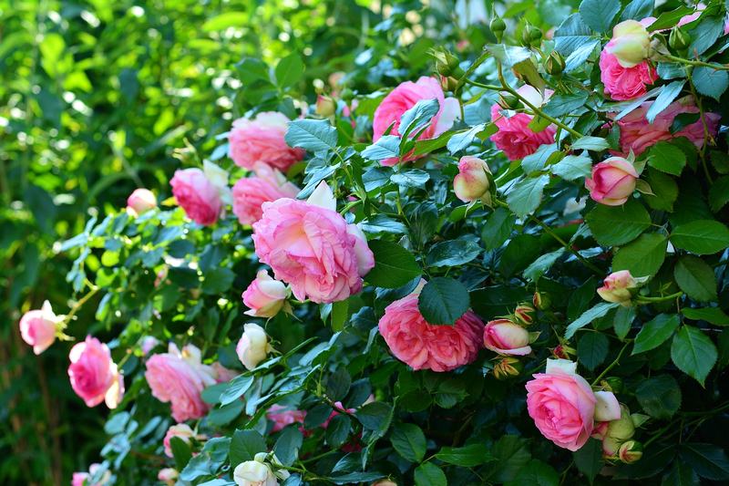 image - A rose hedge is a great way to keep vandals from hopping the fence