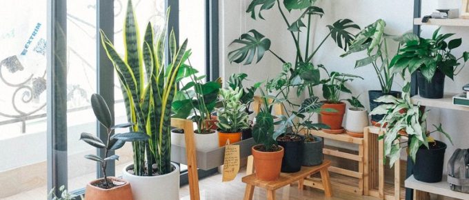 How to Create an Indoor Garden at Home