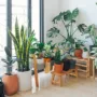 Featured image - How to Create an Indoor Garden at Home