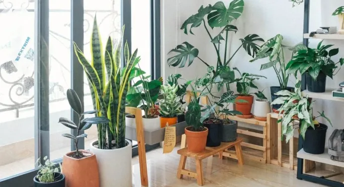 How to Create an Indoor Garden at Home