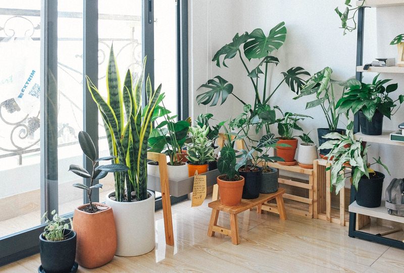 How to Create an Indoor Garden at Home image - How to Create an Indoor Garden at Home