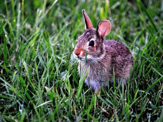 Featured image - How to Keep Your Rabbits Safe from Predators