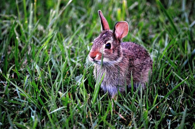 √ How to Keep Your Rabbits Safe from Predators •