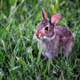Featured image - How to Keep Your Rabbits Safe from Predators