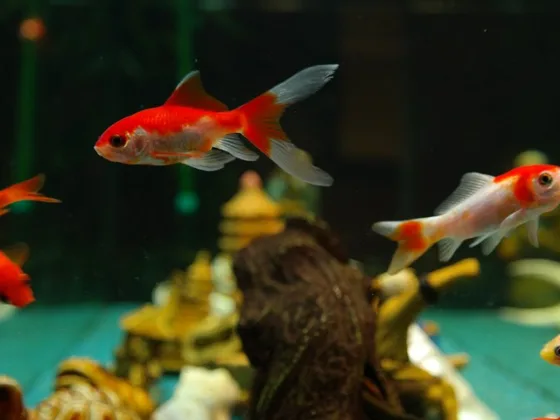 Featured image - How to Care Aquarium Fish in Winter