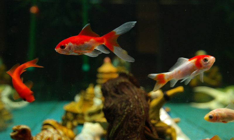 How to Care Aquarium Fish in Winter image - How to Care Aquarium Fish in Winter