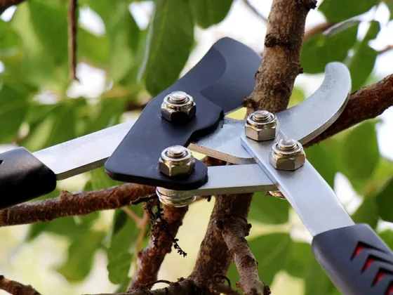 Featured image - How to Sharpen and Care for Garden Loppers