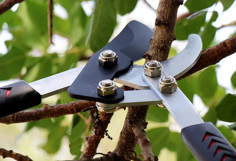 Featured image - How to Sharpen and Care for Garden Loppers