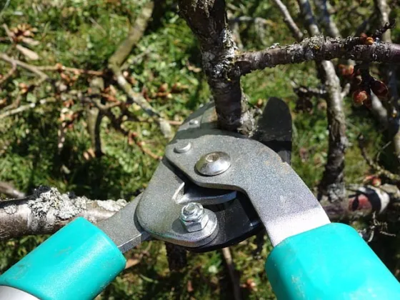 Featured image - Common Tree Pruning Mistakes and Ways to Avoid Them