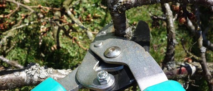 Common Tree Pruning Mistakes and Ways to Avoid Them