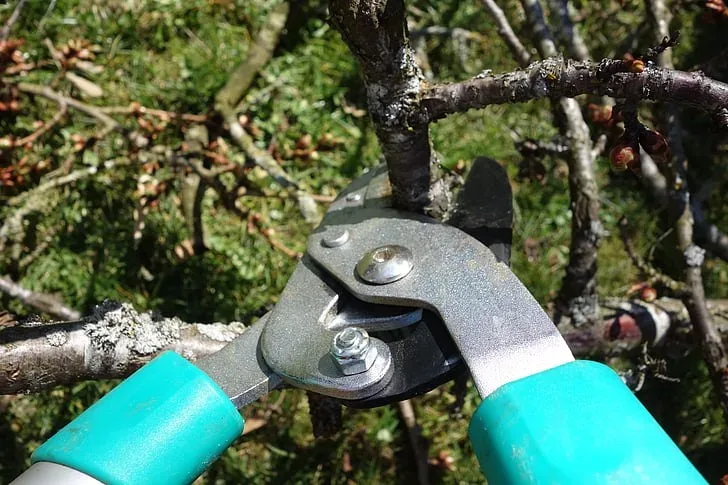 Featured image - Common Tree Pruning Mistakes and Ways to Avoid Them