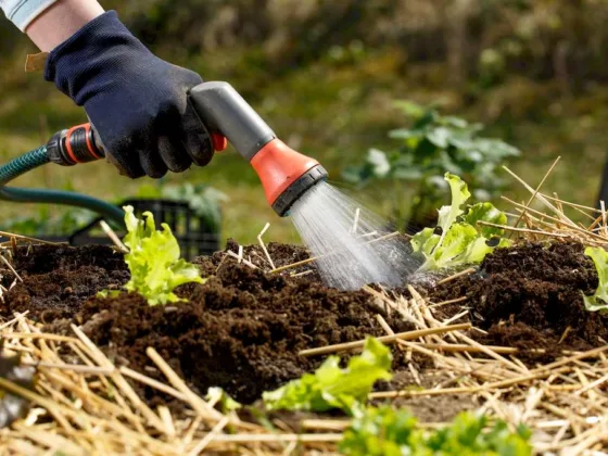 Featured image - Is the Salt in Soft Water Safe for Plants