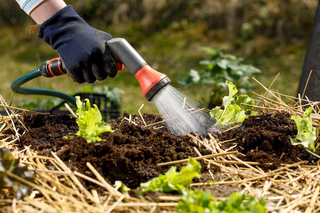 Is the Salt in Soft Water Safe for Plants image - Is the Salt in Soft Water Safe for Plants