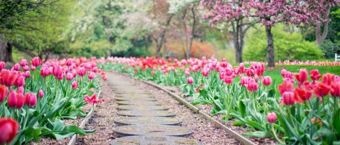 Simple Ways to Create a Stunning Enchanted Garden