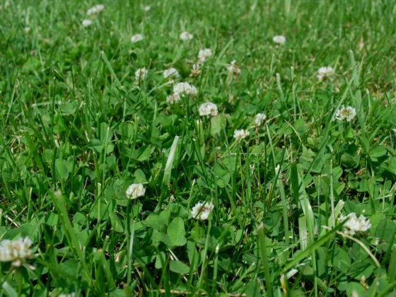 Featured image - Why Do I Have So Much Clover in My Lawn