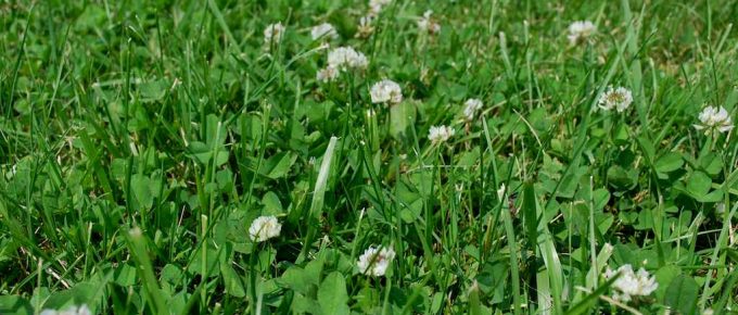 Why Do I Have So Much Clover in My Lawn?