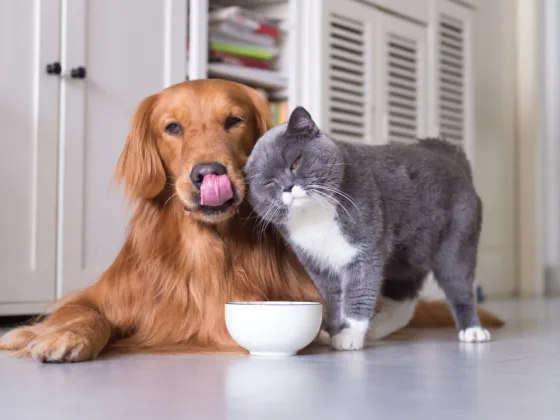 Featured image - How to Keep Your House Clean if You Have a Dog or Cat