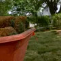 Featured image - 3 Simple Ways for Taking Care of Your Garden Sod