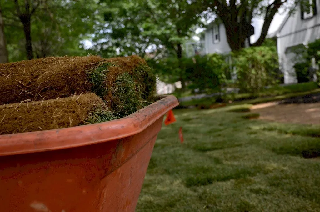 Featured image - 3 Simple Ways for Taking Care of Your Garden Sod