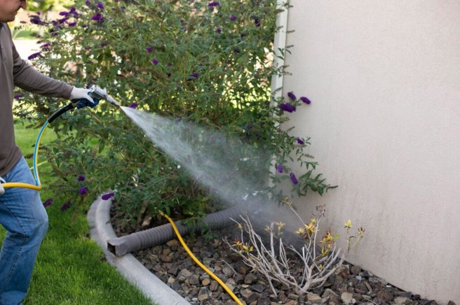 All You Need to Know About Pest Control image - All You Need to Know About Pest Control