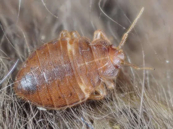 Featured image - How to Get Rid of Bed Bugs