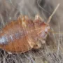 Featured image - How to Get Rid of Bed Bugs