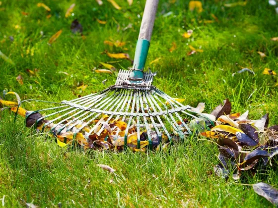 Feaured image - 10 Crucial Lawn Care Tasks for Fall