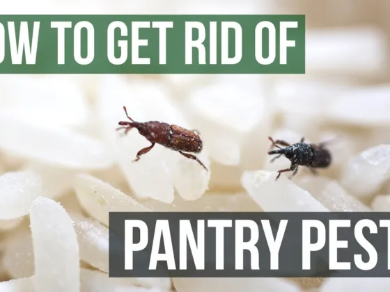 Featured image - Kitchen Safety Measures You Should Take After Pest Control