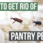 Featured image - Kitchen Safety Measures You Should Take After Pest Control