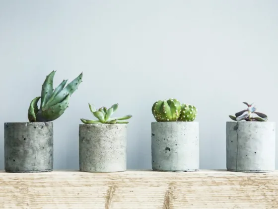 Featured image - How to Properly Take Care of Your Succulents