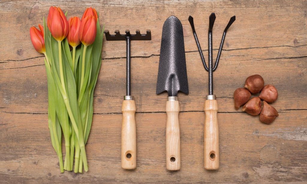 A Guide for Gardening Essentials for Beginners