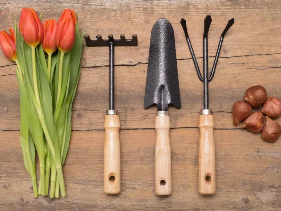 Featured image - A Guide for Gardening Essentials for Beginners