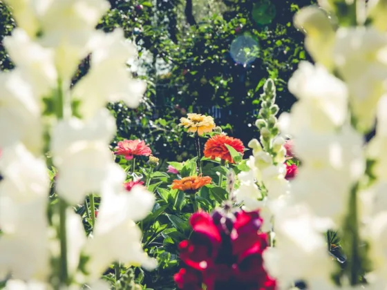 Featured image - Make Gardening Easier — Basic Guide for Beginners