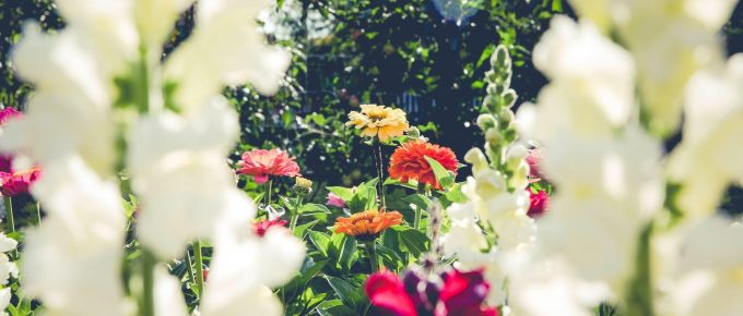 Make Gardening Easier — Basic Guide for Beginners