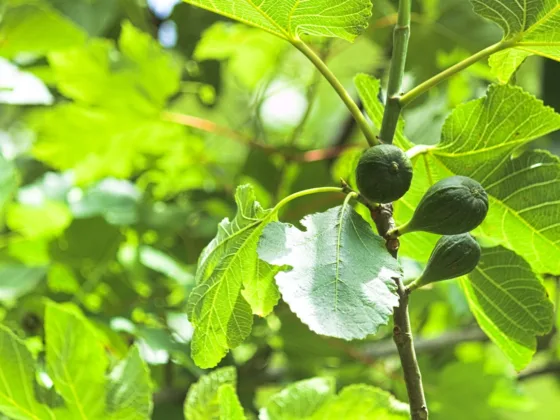 Discover why your fig tree is dropping fruit. Learn surprising causes and practical solutions to maintain a healthy fig harvest.