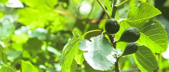 Why My Fig Tree Dropping Fruit? [Causes and Treatment]