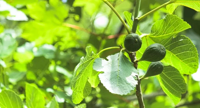 Why My Fig Tree Dropping Fruit? [Causes and Treatment]
