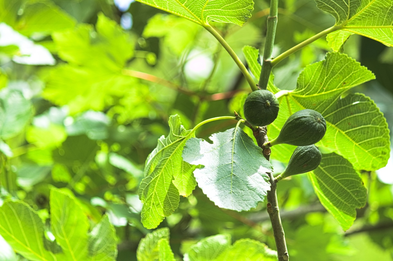Why My Fig Tree Dropping Fruit image - Why My Fig Tree Dropping Fruit