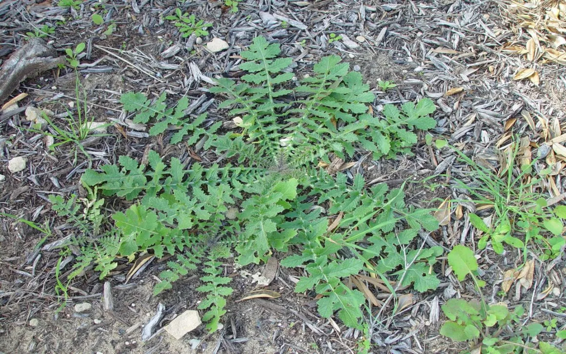 Featured image - How to Get Rid of Weeds from Your Lawn