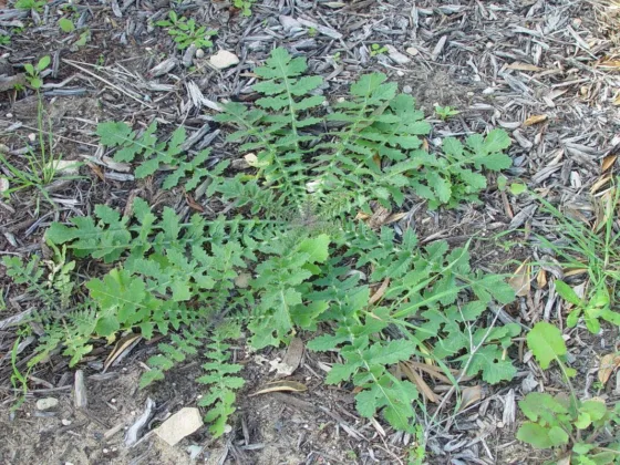 Featured image - How to Get Rid of Weeds from Your Lawn